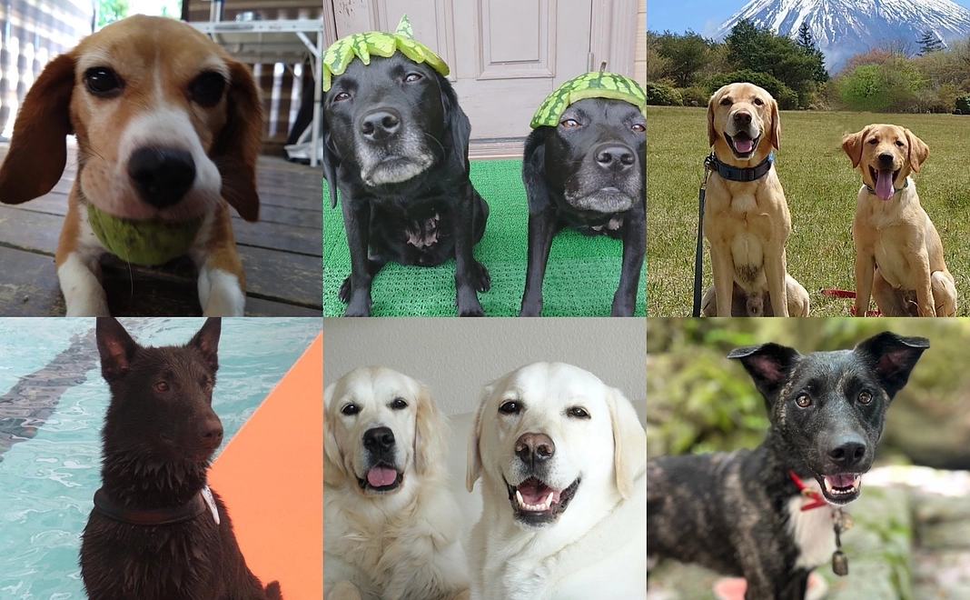 『推し』救助犬・捜索犬の写真付きご支援感謝メール