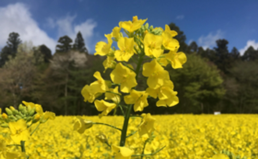 【豪華なリターンは不要の方むけ】お気持ちコース