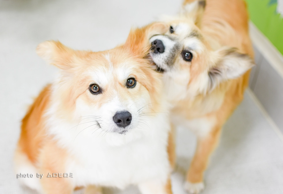 【感謝とご報告】アニドネ緊急支援基金、皆様のおかげで4月1日より再開いたしました！