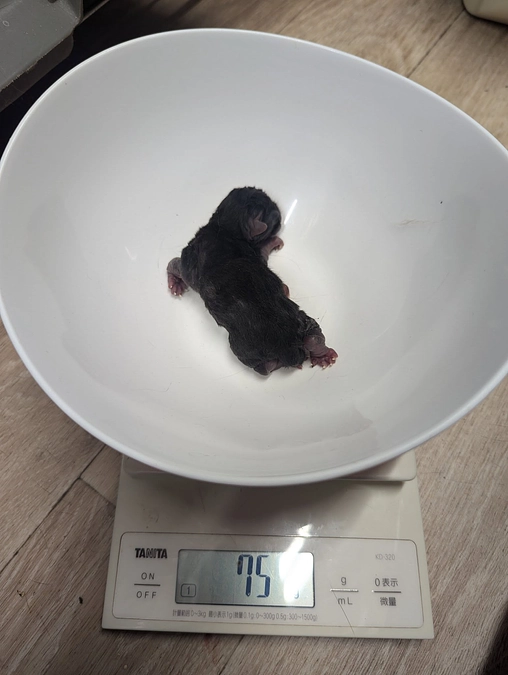 ２月２６日朝、１月２７日に多頭飼育崩壊現場で保護した妊婦さんの出産がはじまりました。