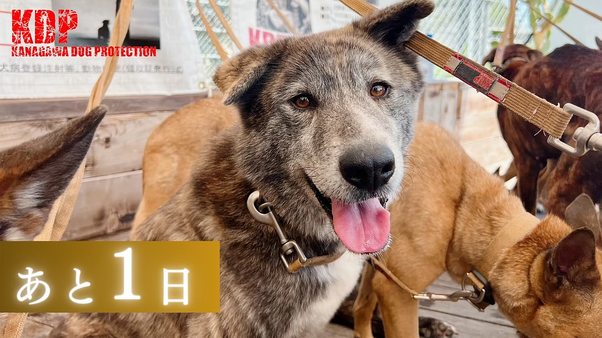 【あと1日！最終ゴールをめざして】KDP菊池から応援してくださる皆様へ、感謝の映像です！