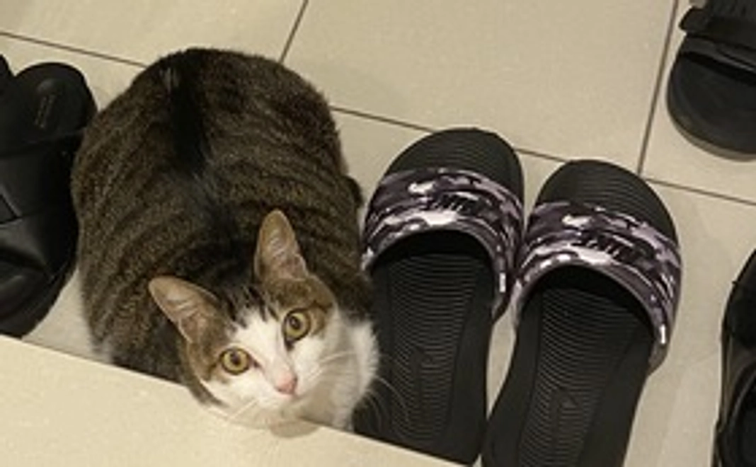 1:感謝のメールとにゃんこ先生の写真