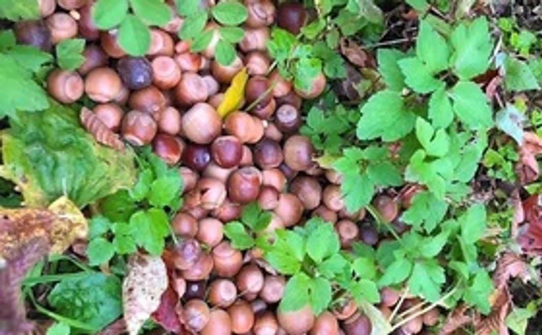 山とクマのご報告インスタライブ