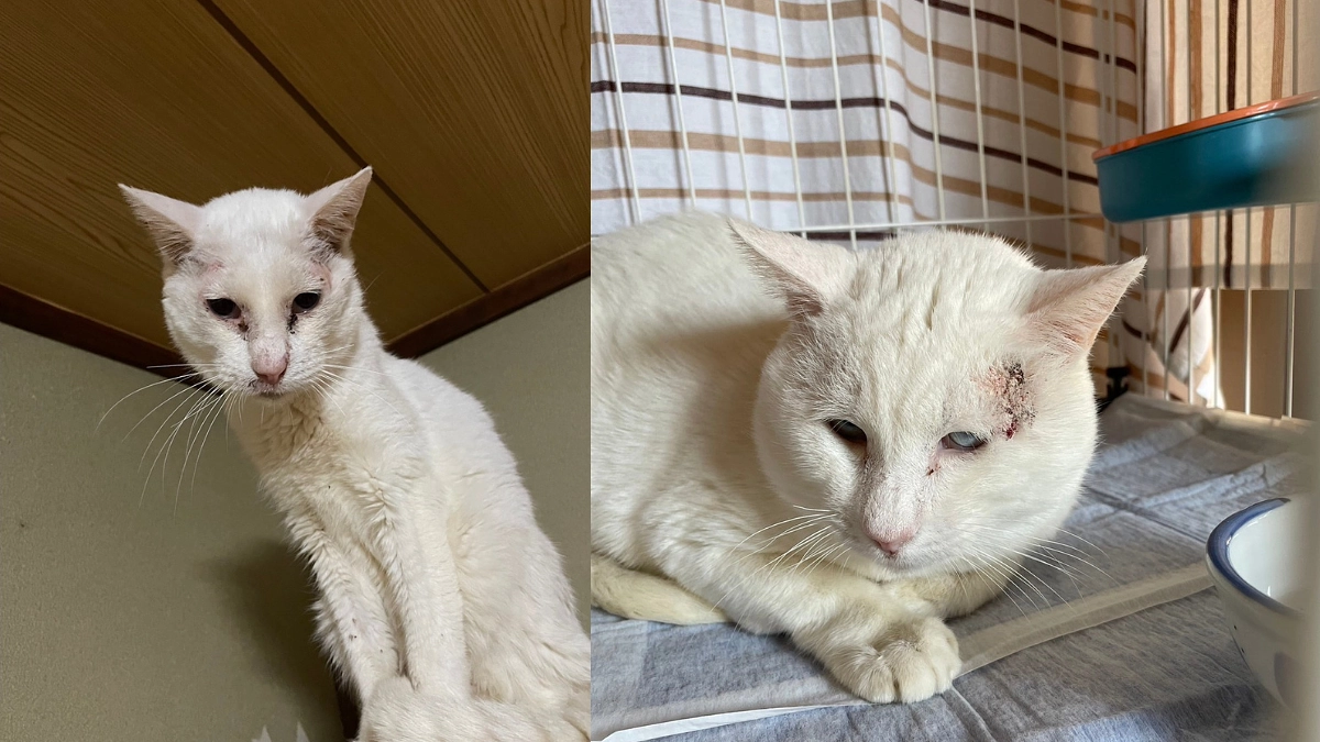 「生きたい」と強く願い病気と闘ったじい。12月2日に虹の橋を渡りました。