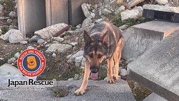 【犬とともに社会に貢献する】活動する犬たちのサポーター募集中！！ のトップ画像