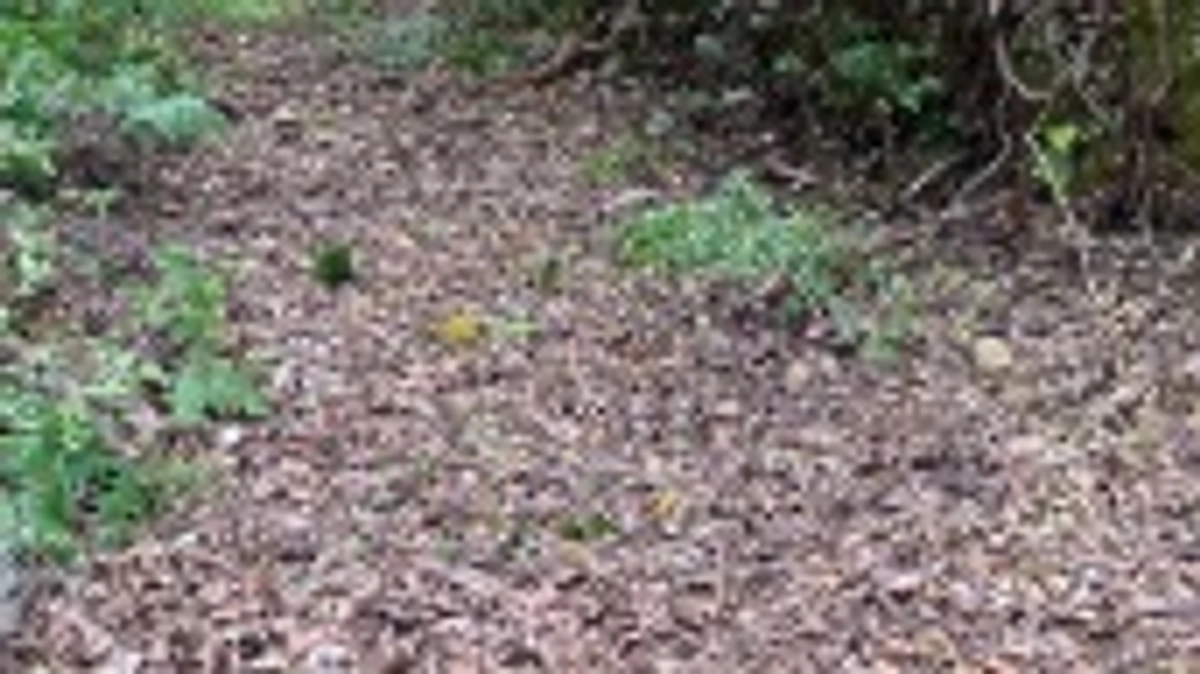 4/13（土）路網整備