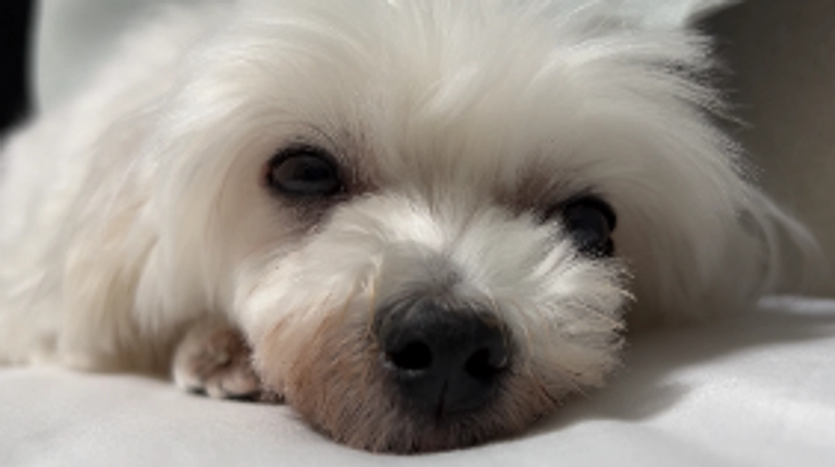 代理支援金反映のご報告とコラボライブのお知らせです。