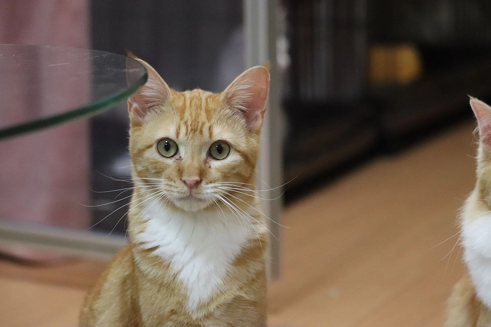 「響」のトライアルが決まりました！