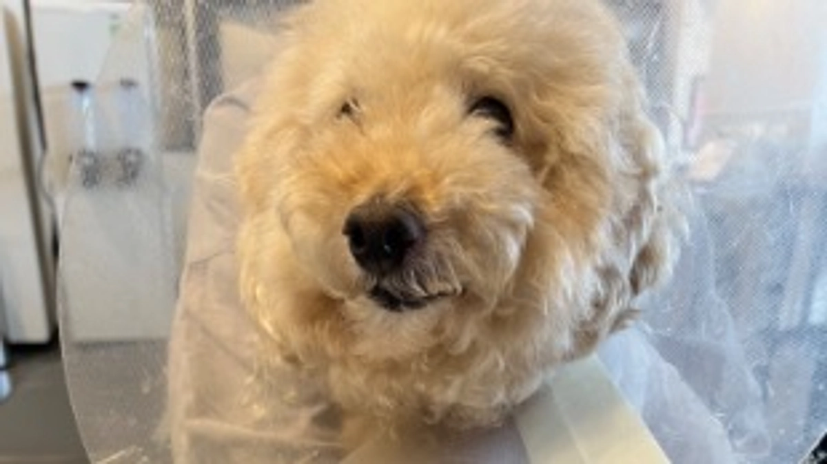 術前面会に行ってきました、取り急ぎ