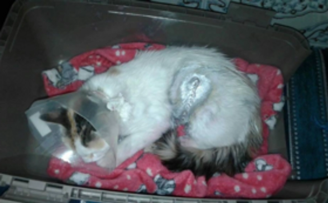 「ゆめ」幸せコース