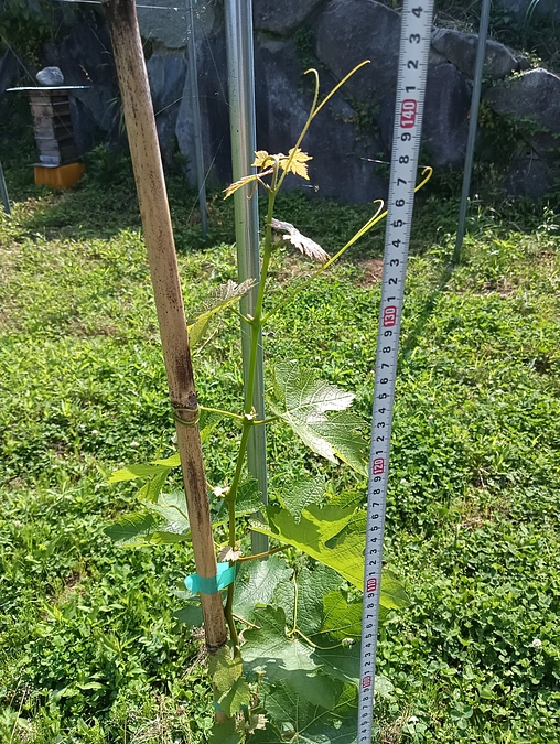 順調に成長しています！