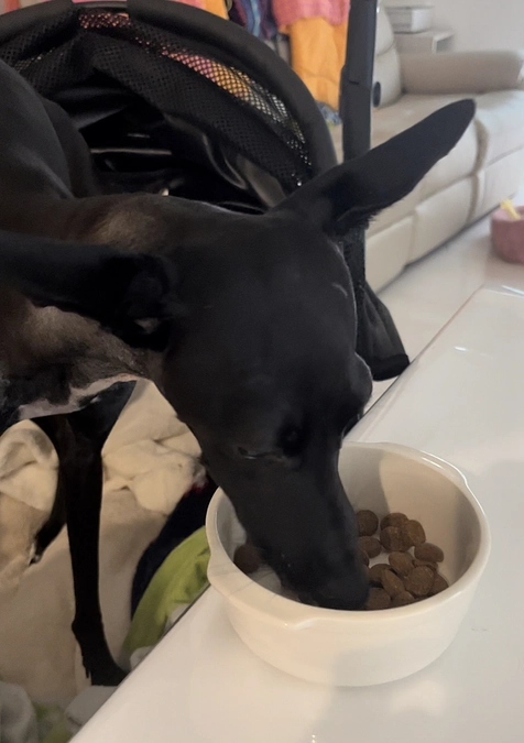 ドックフードも食べるようになりました！