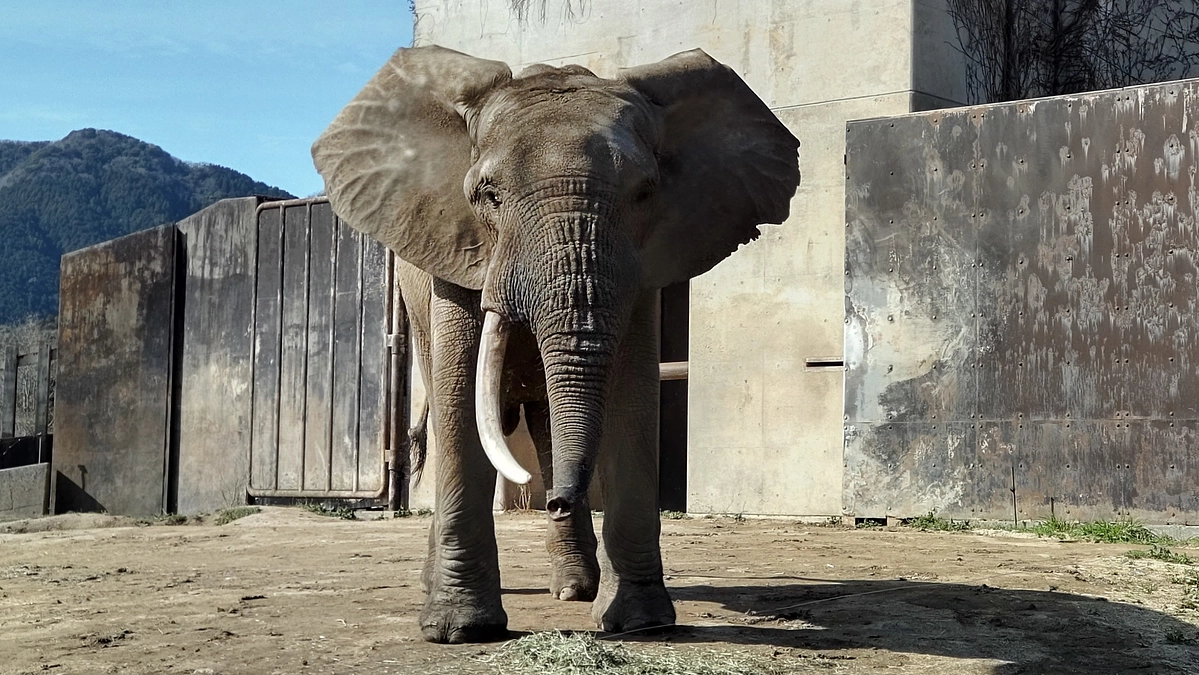秋吉台サファリランドの大下獣医師から応援メッセージをいただきました！