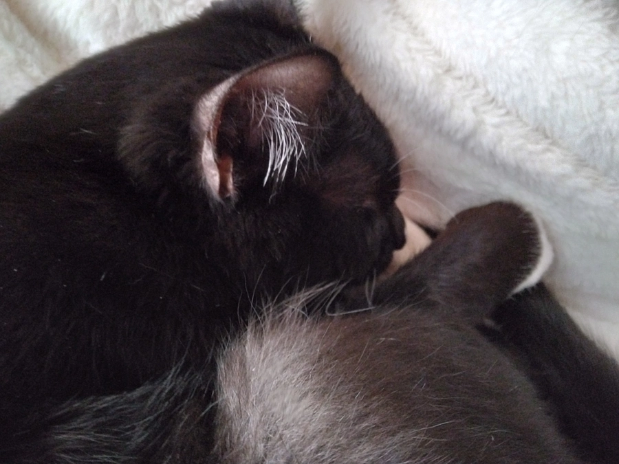 3/5はなちゃんの様子(発作あり)