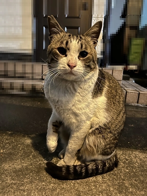 【活動報告】怪我をした猫