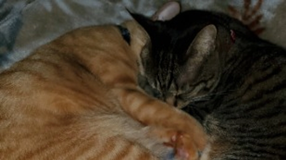 パニック！！！