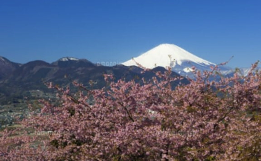 とりあえずサクッと応援コース