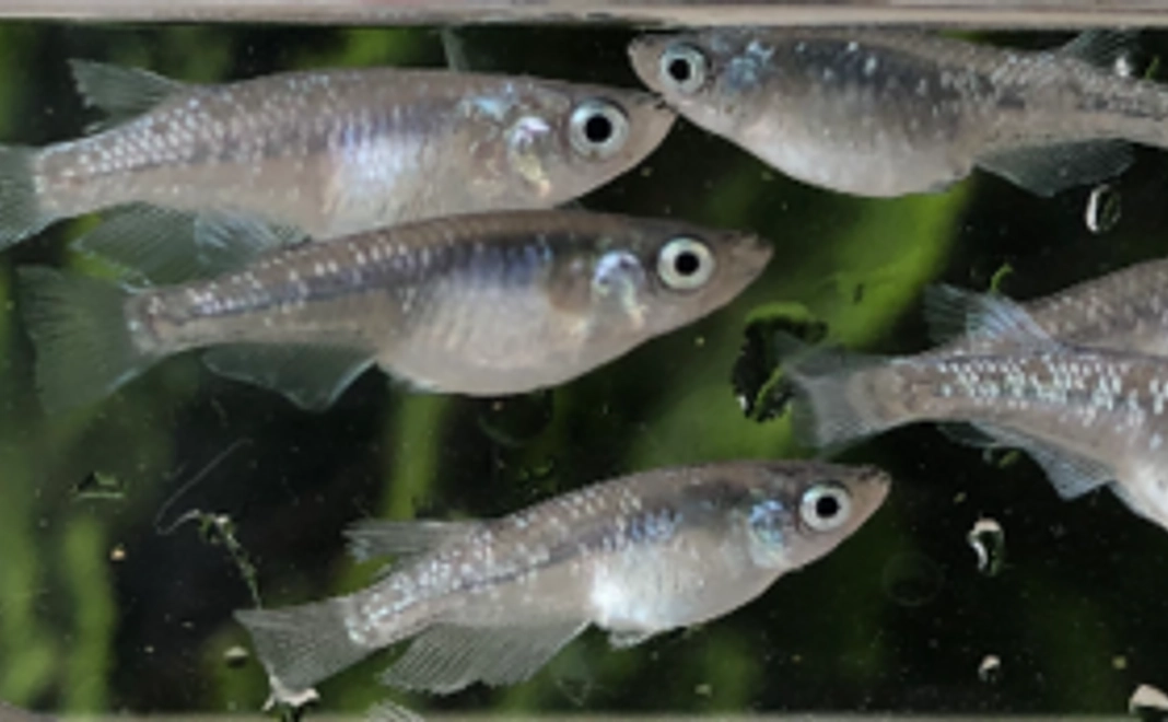 ＜10,000円コース＞メダカ引換券！