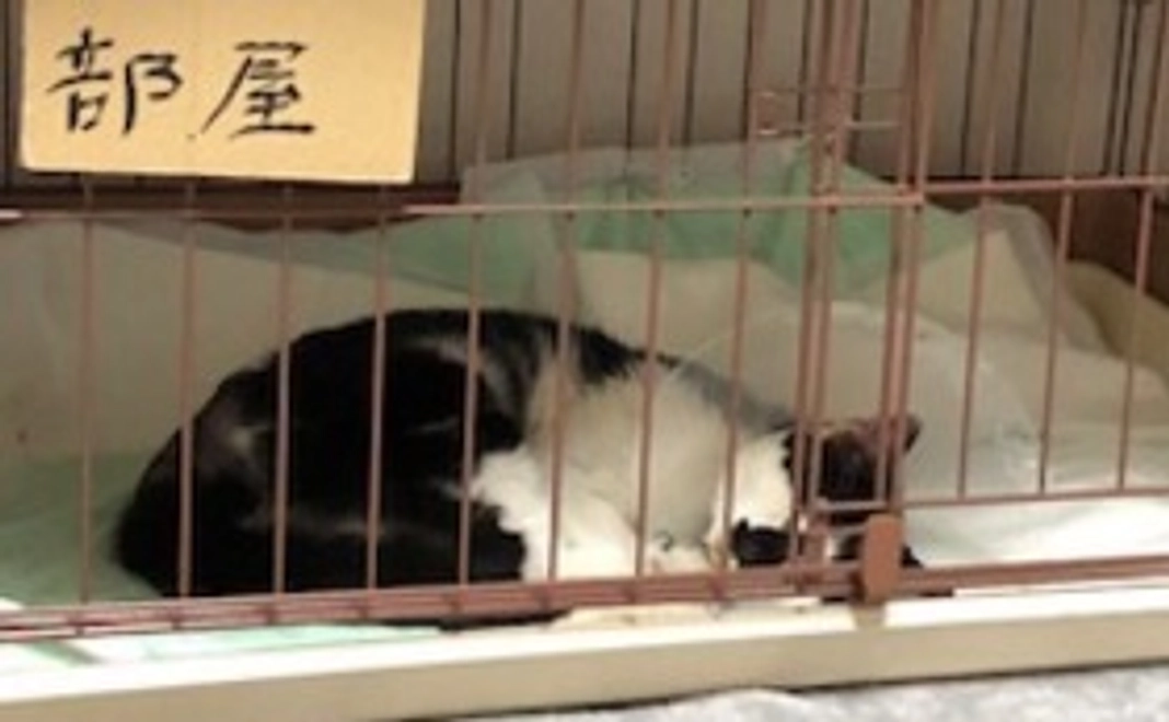 保護猫ちゃんご支援(2)
