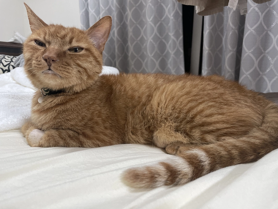 パパに抱っこされて気持ちよさそうな虎徹🐯