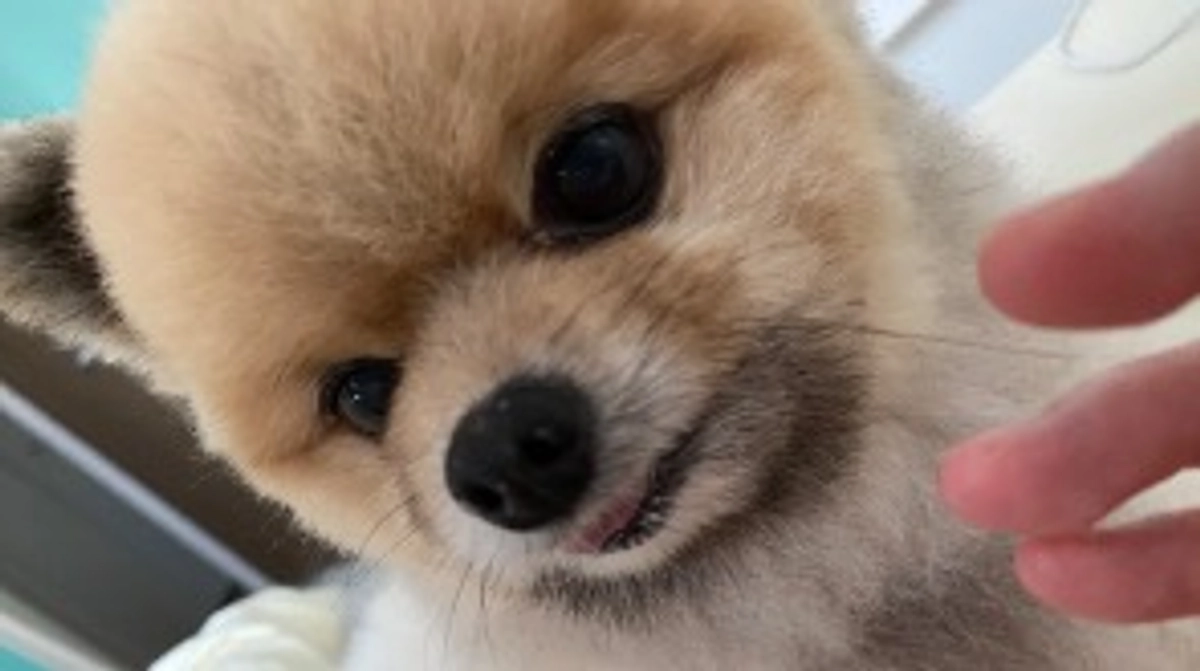 TikTok始めました