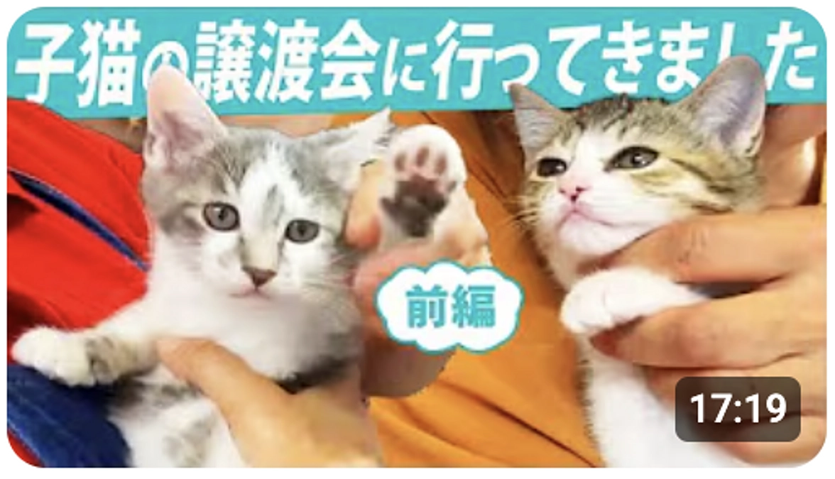 タレント青木さやかさんのYouTubeにて TWFの会 譲渡会の様子をアップしていただきました！