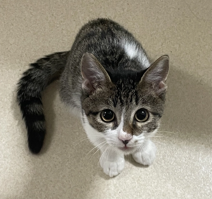 最近のしおくん②