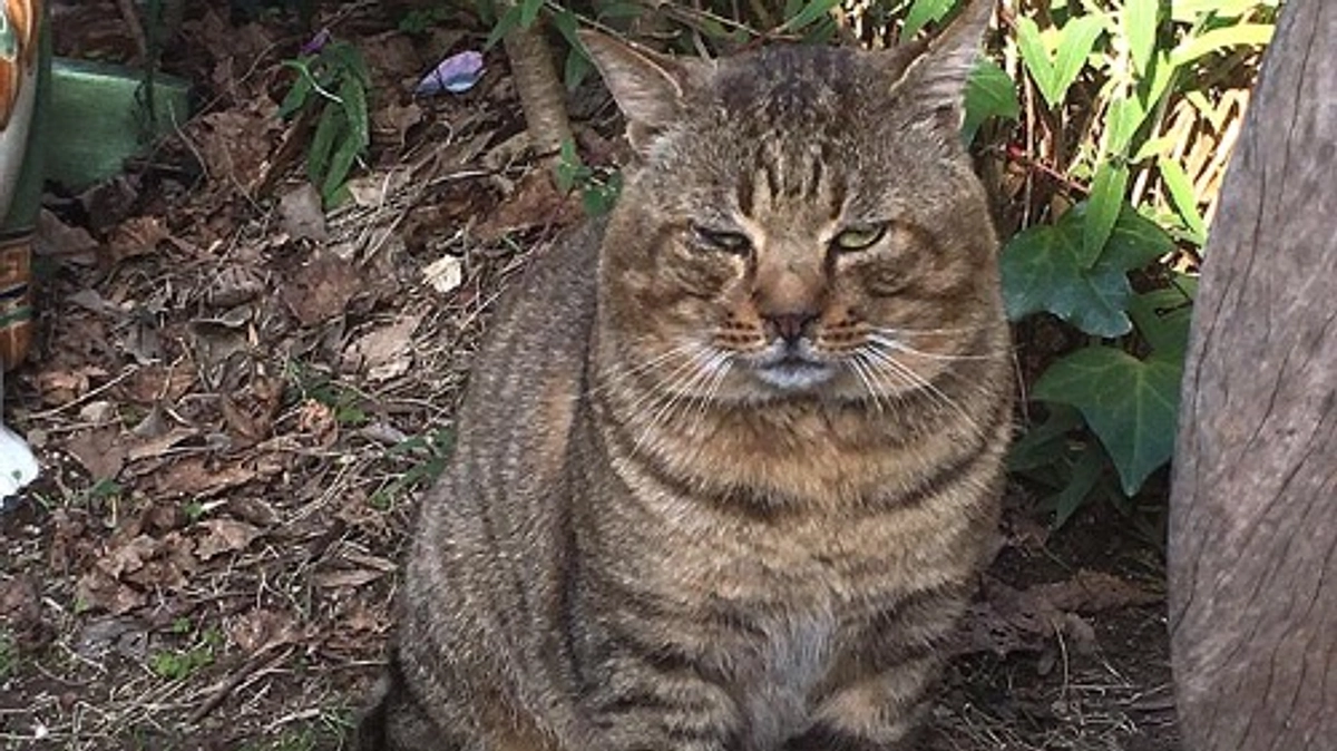 【残りあと6日！目指せ25日までに200万円！】咳き込んでいる外猫がいる。