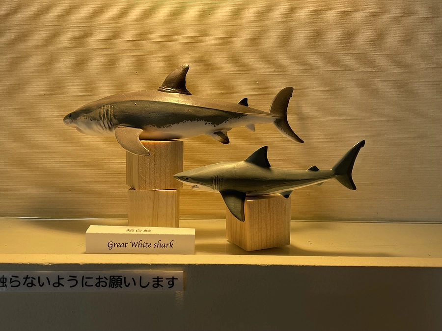 SHARK MUSEUM