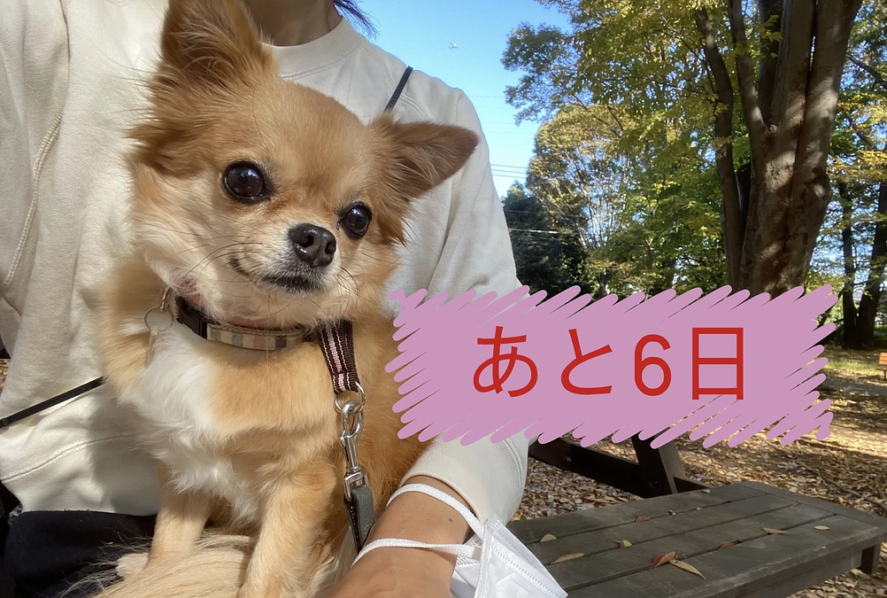 あと６日！！