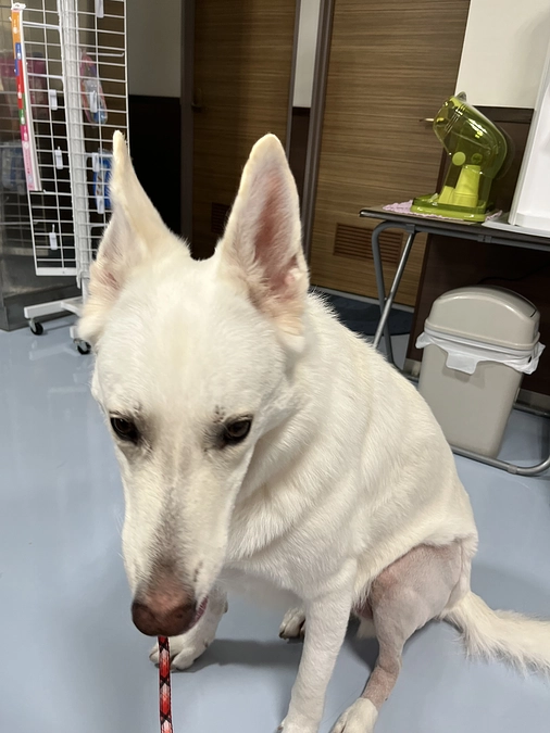 Instagramライブ配信のご案内