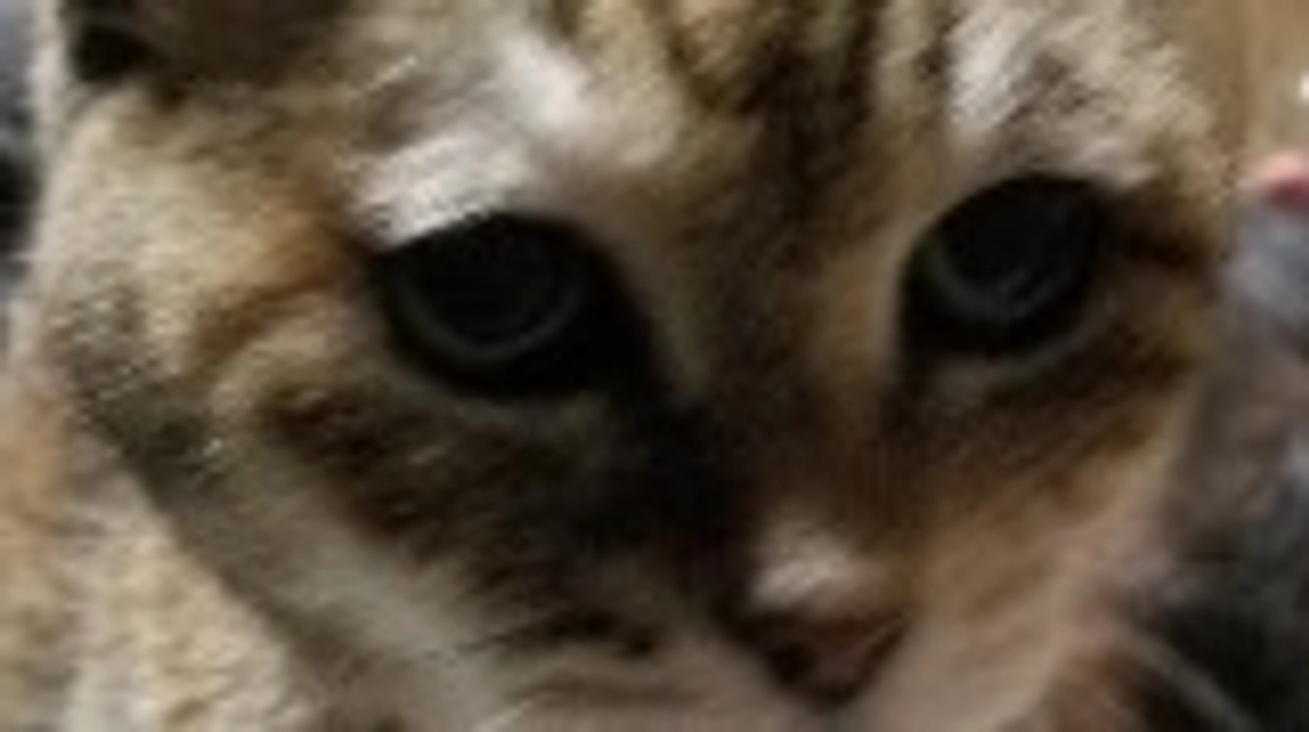 しゃー入院しました。