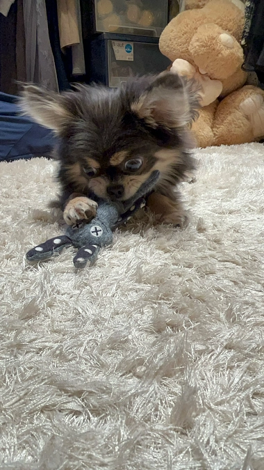 プロジェクト達成報告　活動報告25回目