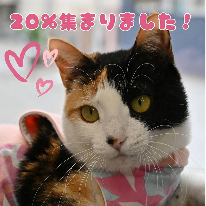 本日クラウドファンディングを開始しました!