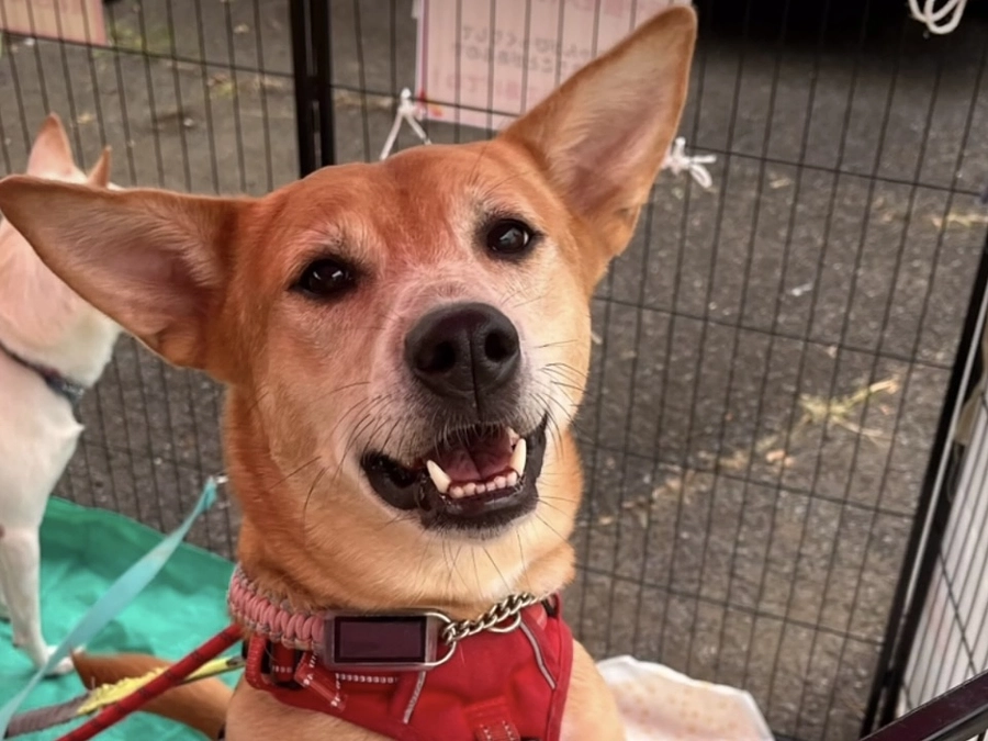 レーベンワンコのご紹介　チャコのお散歩編