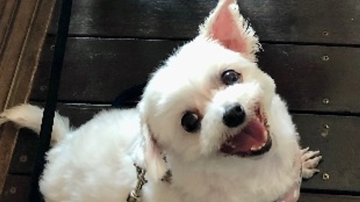 元気な頃のももことのお出かけ🏝️