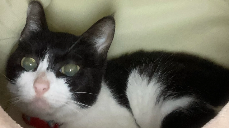 幼い体で縦郭型リンパ腫と闘う春美ちゃんに力を貸して下さい