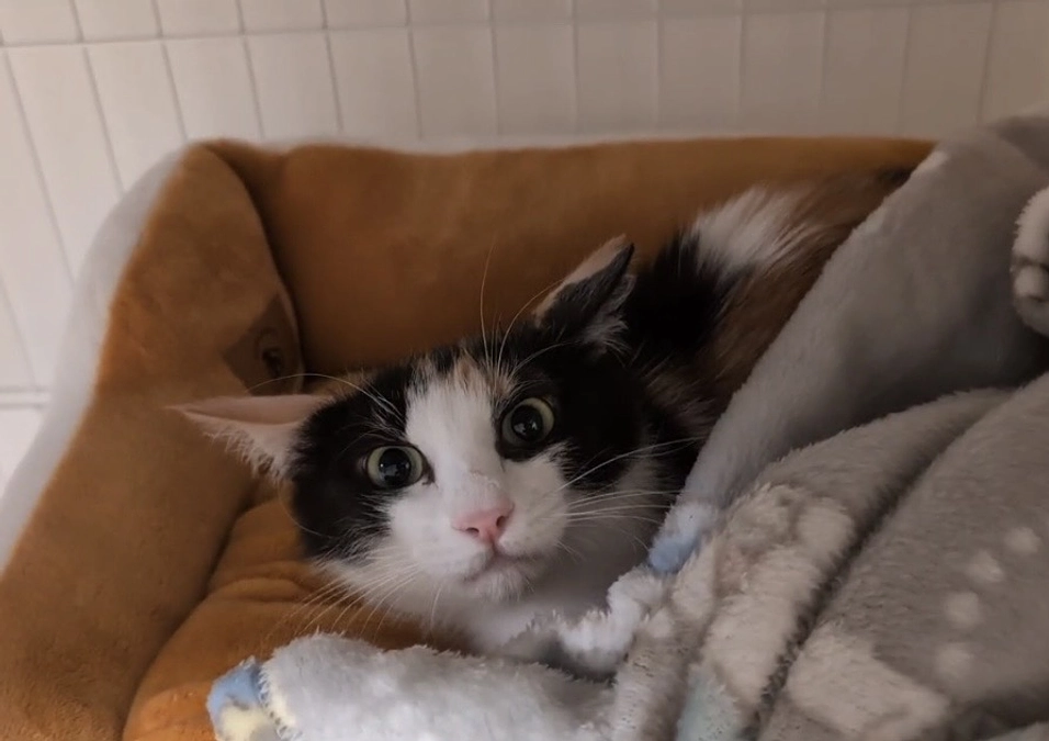 ミケちゃん　トライアルに出発しました！