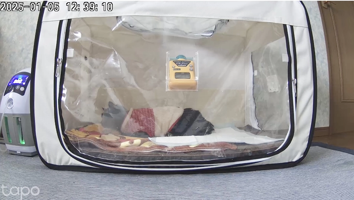 薬を飲みながら猫アレルギーと闘う