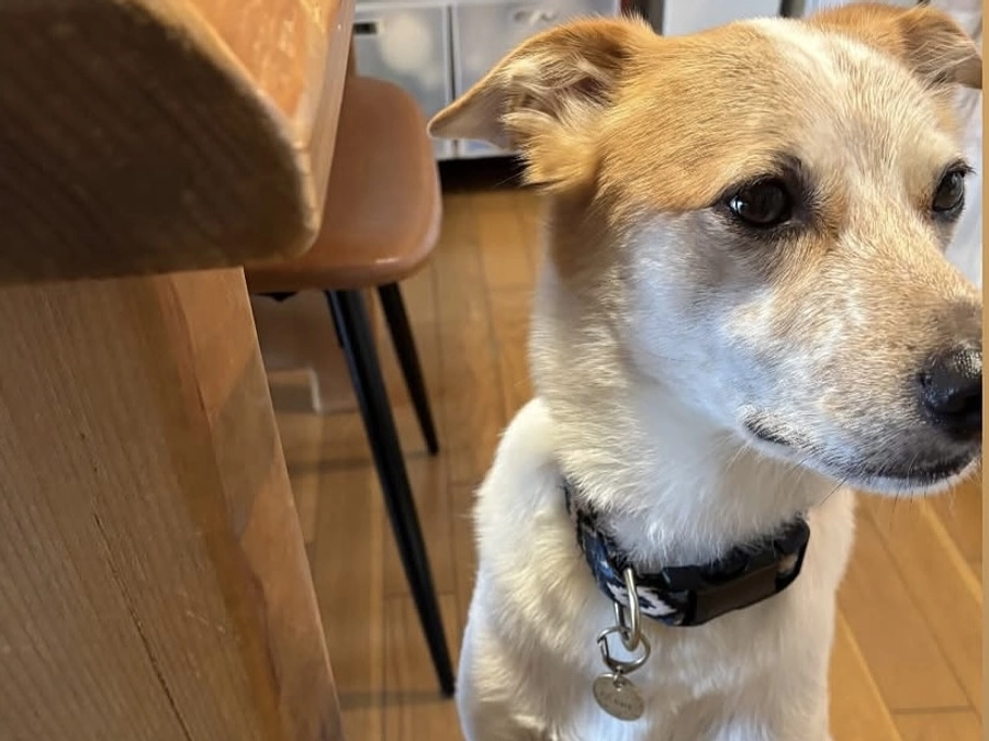 里親さまからのメッセージ　いぶきのご家族より