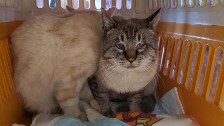 虐待の末、飼育放棄された猫エイズの２匹の猫を救いたい！！