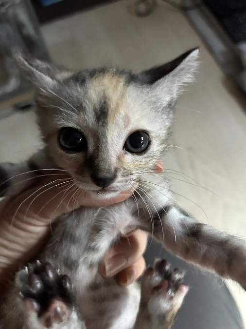 嬉しい気持ちと悲しく辛い気持ちが入り混じる感情って。。。