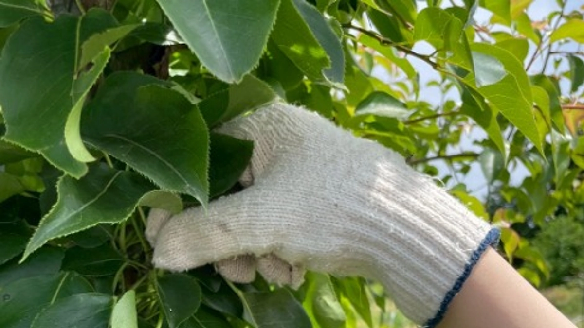 梨葉の収穫を行いました！