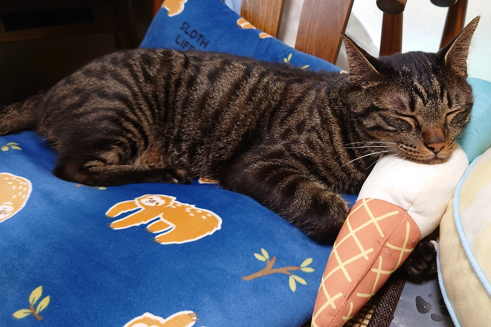 ロイナ3歳になりました