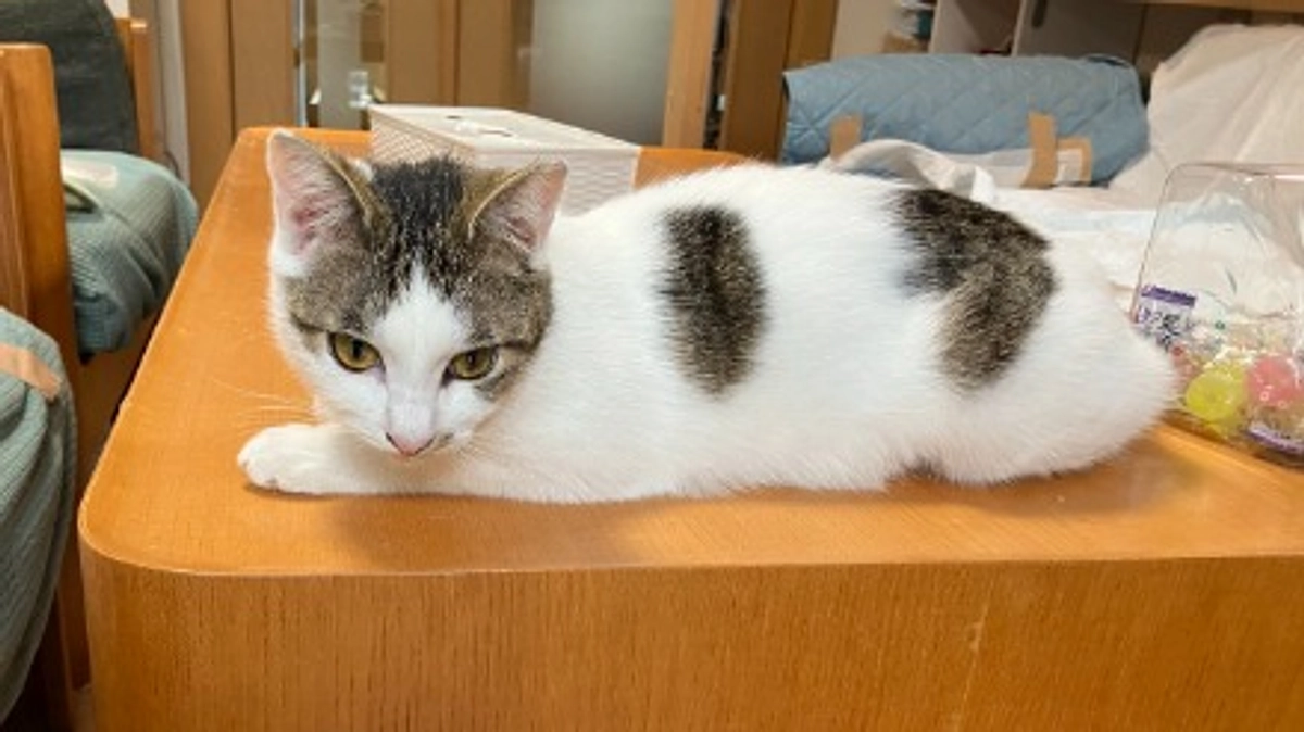 【シェルター便り】シェルターのお世話、どんなことするの？