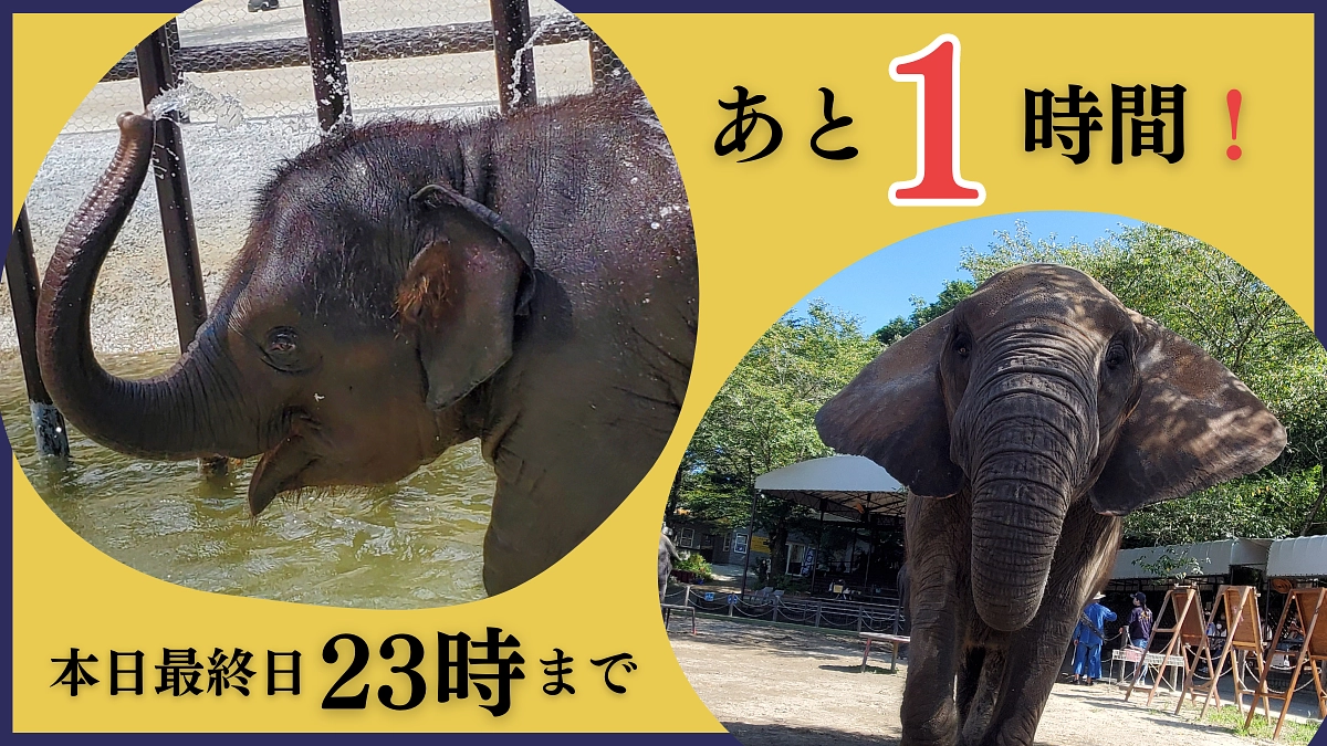 【残り1時間！】終了時間のその時まで応援をお願いします