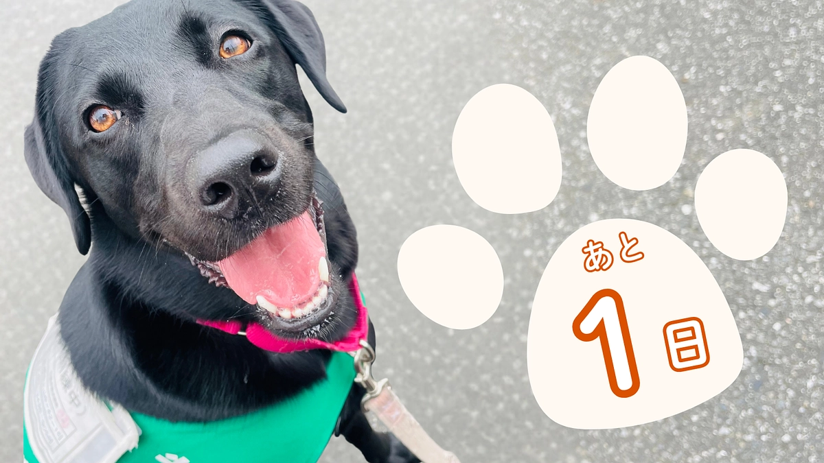 【残り1日】皆さま、最後の一押しをお願いします