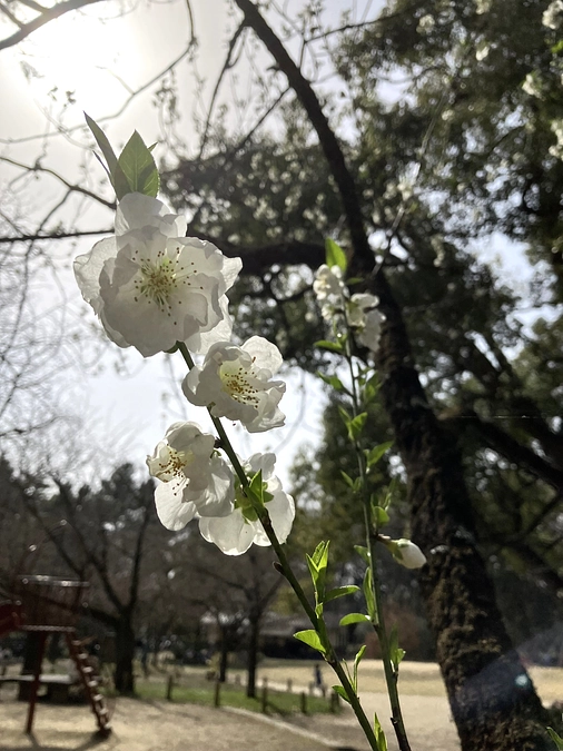 【終了まで残り4日】開花宣言を待てない桜