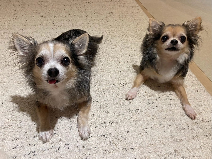 ららとぽこに過ぎている問題