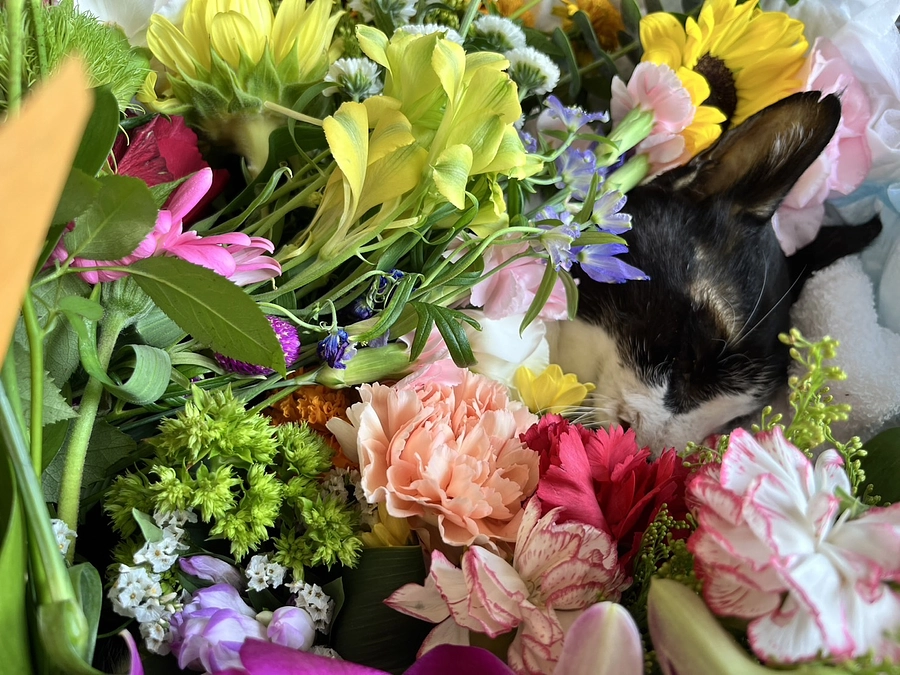 マカロンくんが旅立ちました